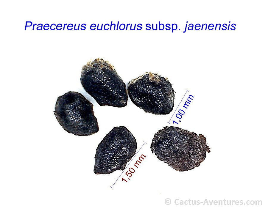 Praecereus euchlorus jaenensis GC